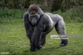 Silverback